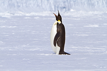 Adult emperor penguin (Aptenodytes forsteri) on sea ice near Snow Hill Island in the Weddell Sea, Antarctica.