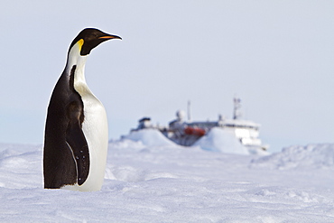 Adult emperor penguin (Aptenodytes forsteri) on sea ice near Snow Hill Island in the Weddell Sea, Antarctica. 