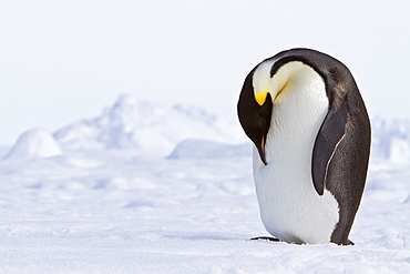 Adult emperor penguin (Aptenodytes forsteri) on sea ice near Snow Hill Island in the Weddell Sea, Antarctica.