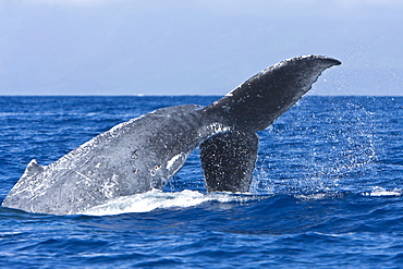 Humpback whale (Megaptera novaeangliae) in the AuAu Channel between the islands of Maui and Lanai, Hawaii, USA