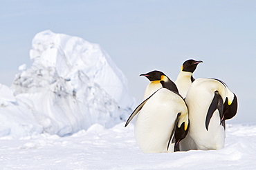 Adult emperor penguin (Aptenodytes forsteri) on sea ice near Snow Hill Island in the Weddell Sea, Antarctica.