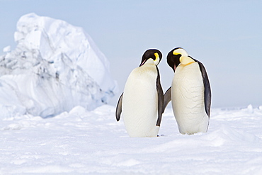 Adult emperor penguin (Aptenodytes forsteri) on sea ice near Snow Hill Island in the Weddell Sea, Antarctica.