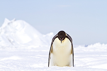 Adult emperor penguin (Aptenodytes forsteri) on sea ice near Snow Hill Island in the Weddell Sea, Antarctica. 