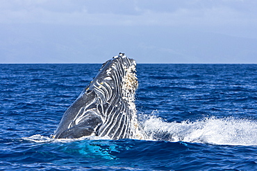 Humpback whale (Megaptera novaeangliae) in the AuAu Channel between the islands of Maui and Lanai, Hawaii, USA