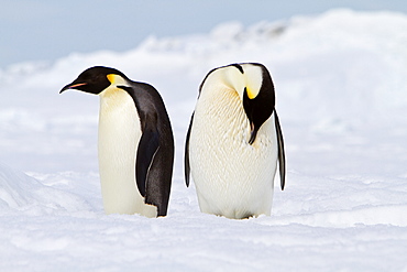 Adult emperor penguin (Aptenodytes forsteri) on sea ice near Snow Hill Island in the Weddell Sea, Antarctica.