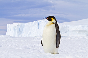 Adult emperor penguin (Aptenodytes forsteri) on sea ice near Snow Hill Island in the Weddell Sea, Antarctica.