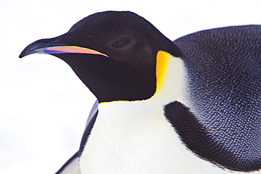 Adult emperor penguin (Aptenodytes forsteri) on sea ice near Snow Hill Island in the Weddell Sea, Antarctica.