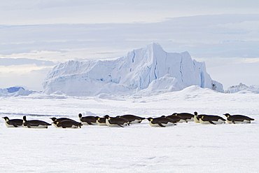 Adult emperor penguin (Aptenodytes forsteri) on sea ice near Snow Hill Island in the Weddell Sea, Antarctica. 