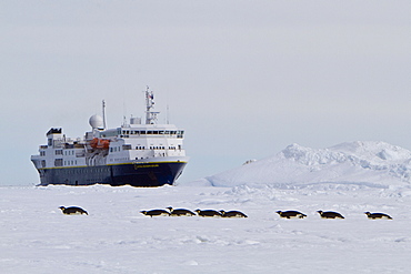 Adult emperor penguin (Aptenodytes forsteri) on sea ice near Snow Hill Island in the Weddell Sea, Antarctica. 