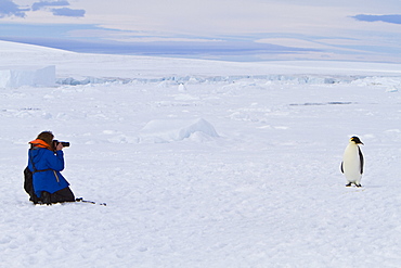 Adult emperor penguin (Aptenodytes forsteri) on sea ice near Snow Hill Island in the Weddell Sea, Antarctica. 