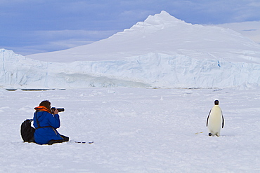 Adult emperor penguin (Aptenodytes forsteri) on sea ice near Snow Hill Island in the Weddell Sea, Antarctica. 