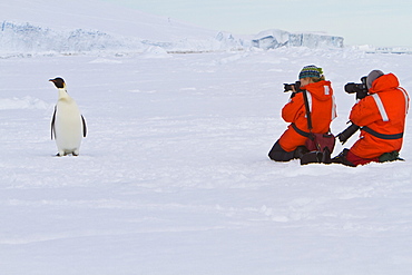 Adult emperor penguin (Aptenodytes forsteri) on sea ice near Snow Hill Island in the Weddell Sea, Antarctica.