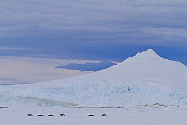 Adult emperor penguin (Aptenodytes forsteri) on sea ice near Snow Hill Island in the Weddell Sea, Antarctica.