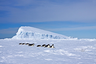 Adult emperor penguin (Aptenodytes forsteri) on sea ice near Snow Hill Island in the Weddell Sea, Antarctica. 