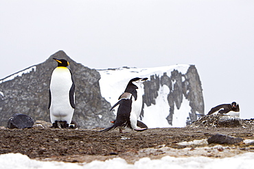 A rare sighting of a lone adult king penguin (Aptenodytes patagonicus), Barrentos Island, South Shetland Islands, Antarctica, Southern Ocean