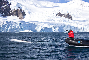 Young Antarctic minke whale (Balaenoptera bonaerensis) bowriding Zodiac in Neko Harbor, Antarctica, Southern Ocean