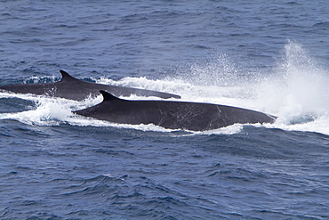 Adult Fin Whale (Balaenoptera physalus) power lunging in the Drake Passage between South America and the Antarctic Peninsula, Southern Ocean