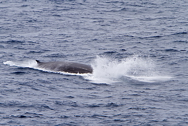 Adult Fin Whale (Balaenoptera physalus) power lunging in the Drake Passage between South America and the Antarctic Peninsula, Southern Ocean