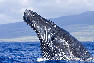 Humpback whale (Megaptera novaeangliae) in the AuAu Channel between the islands of Maui and Lanai, Hawaii, USA