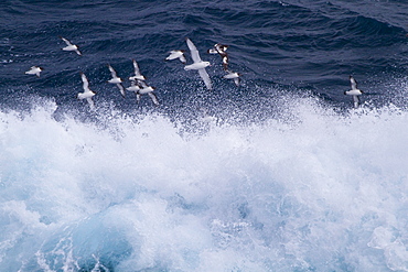 Adult cape petrels (Daption capense) following the ship in the Drake Passage, Southern Ocean