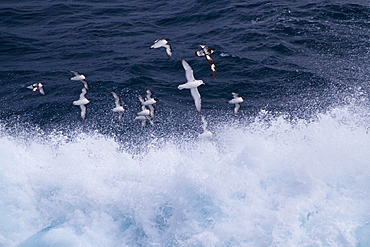 Adult cape petrels (Daption capense) following the ship in the Drake Passage, Southern Ocean