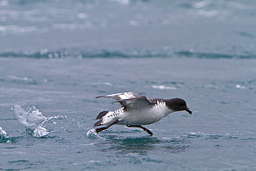 Adult cape petrel (Daption capense) taking flight in Orne Harbor, Antarctica, Southern Ocean