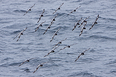 Adult cape petrels (Daption capense) following the ship in the Drake Passage, Southern Ocean