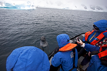 Curious adult leopard seal (Hydrurga leptonyx) approaches Zodiac near Booth Island, Antarctica, Southern Ocean