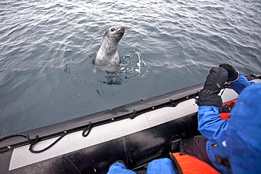 Curious adult leopard seal (Hydrurga leptonyx) approaches Zodiac near Booth Island, Antarctica, Southern Ocean