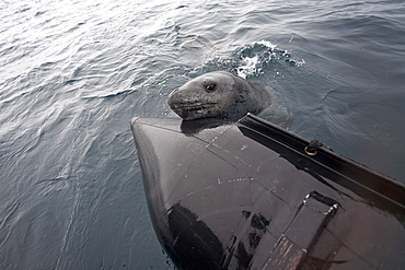 Curious adult leopard seal (Hydrurga leptonyx) approaches Zodiac near Booth Island, Antarctica, Southern Ocean