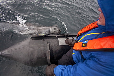 Curious adult leopard seal (Hydrurga leptonyx) approaches Zodiac near Booth Island, Antarctica, Southern Ocean