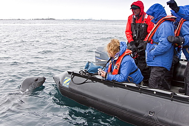 Curious adult leopard seal (Hydrurga leptonyx) approaches Zodiac near Booth Island, Antarctica, Southern Ocean