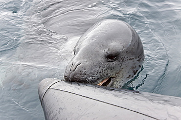 Curious adult leopard seal (Hydrurga leptonyx) approaches Zodiac near Booth Island, Antarctica, Southern Ocean