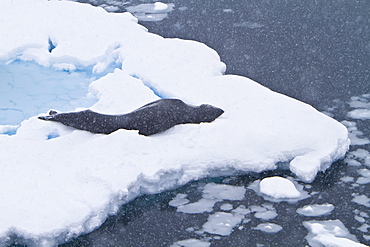 Adult leopard seal (Hydrurga leptonyx) hauled out on ice floe near the Antarctic Peninsula, Southern Ocean