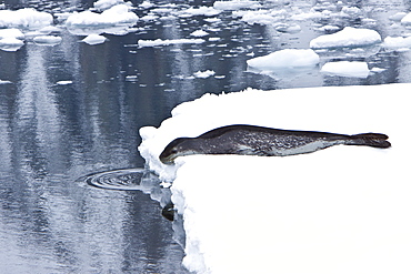 Adult leopard seal (Hydrurga leptonyx) hauled out on ice floe near the Antarctic Peninsula, Southern Ocean