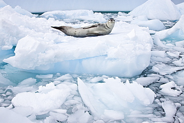 Adult leopard seal (Hydrurga leptonyx) hauled out on ice floe near the Antarctic Peninsula, Southern Ocean