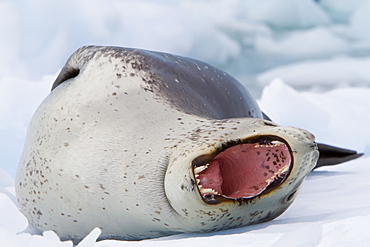 Adult leopard seal (Hydrurga leptonyx) hauled out on ice floe near the Antarctic Peninsula, Southern Ocean