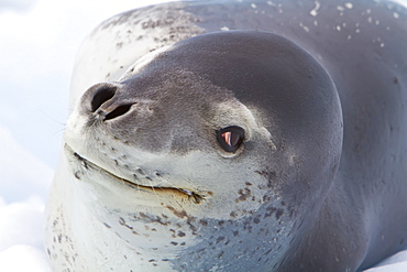 Adult leopard seal (Hydrurga leptonyx) hauled out on ice floe near the Antarctic Peninsula, Southern Ocean