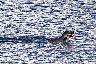 Adult female leopard seal (Hydrurga leptonyx) stalking, then killing and eating an adult gentoo penguin in Paradise Bay, Antarctica, Southern Ocean