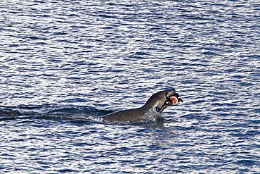 Adult female leopard seal (Hydrurga leptonyx) stalking, then killing and eating an adult gentoo penguin in Paradise Bay, Antarctica, Southern Ocean