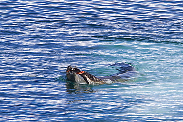 Adult female leopard seal (Hydrurga leptonyx) stalking, then killing and eating an adult gentoo penguin in Paradise Bay, Antarctica, Southern Ocean