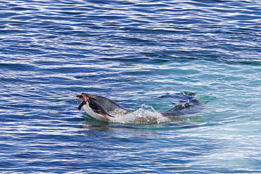 Adult female leopard seal (Hydrurga leptonyx) stalking, then killing and eating an adult gentoo penguin in Paradise Bay, Antarctica, Southern Ocean