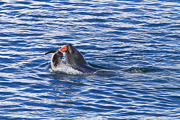 Adult female leopard seal (Hydrurga leptonyx) stalking, then killing and eating an adult gentoo penguin in Paradise Bay, Antarctica, Southern Ocean