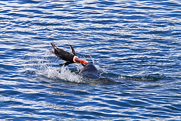 Adult female leopard seal (Hydrurga leptonyx) stalking, then killing and eating an adult gentoo penguin in Paradise Bay, Antarctica, Southern Ocean