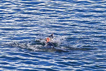 Adult female leopard seal (Hydrurga leptonyx) stalking, then killing and eating an adult gentoo penguin in Paradise Bay, Antarctica, Southern Ocean