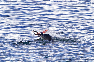 Adult female leopard seal (Hydrurga leptonyx) stalking, then killing and eating an adult gentoo penguin in Paradise Bay, Antarctica, Southern Ocean