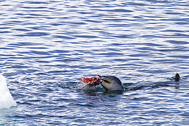 Adult female leopard seal (Hydrurga leptonyx) stalking, then killing and eating an adult gentoo penguin in Paradise Bay, Antarctica, Southern Ocean