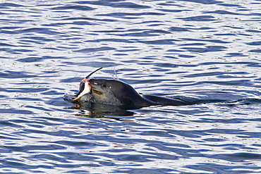 Adult female leopard seal (Hydrurga leptonyx) stalking, then killing and eating an adult gentoo penguin in Paradise Bay, Antarctica, Southern Ocean