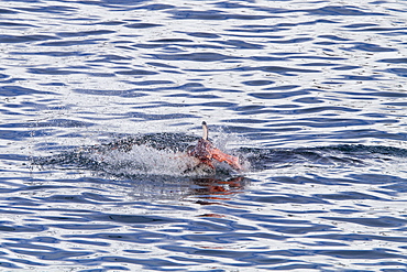 Adult female leopard seal (Hydrurga leptonyx) stalking, then killing and eating an adult gentoo penguin in Paradise Bay, Antarctica, Southern Ocean