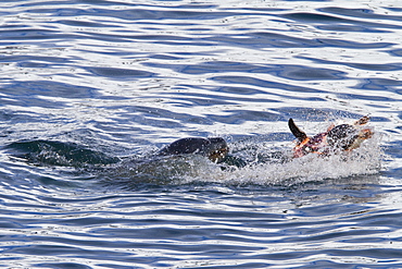 Adult female leopard seal (Hydrurga leptonyx) stalking, then killing and eating an adult gentoo penguin in Paradise Bay, Antarctica, Southern Ocean